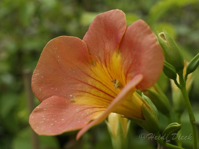 Campsis radicans.JPG